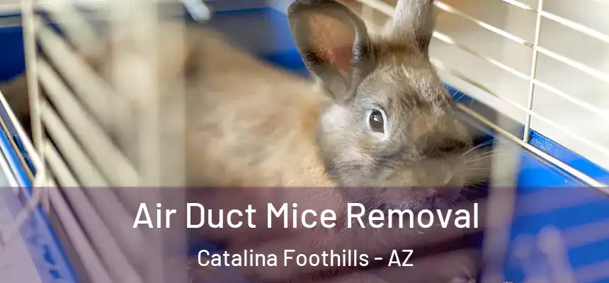  Air Duct Mice Removal Catalina Foothills - AZ
